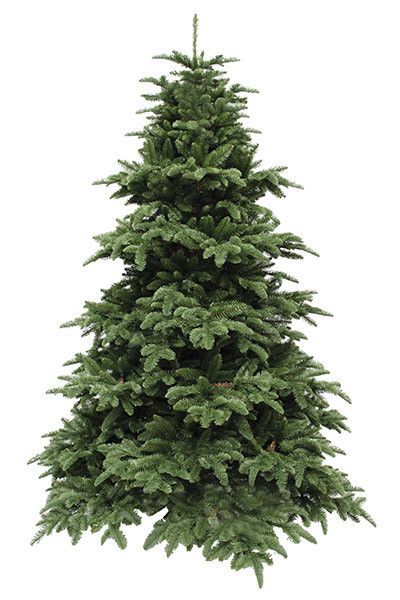 Ель 2,15 м Abies Nordmann de Luxe зеленая