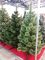 Новогодняя искусственная сосна КРЫМСКАЯ РАСПУШЕННАЯ 210 см