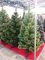 Новогодняя искусственная сосна КРЫМСКАЯ РАСПУШЕННАЯ 240 см