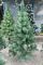 Искусственная сосна КРЫМСКАЯ ЗАСНЕЖЕННАЯ тёмно-зелёная 250 см