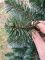 Искусственная новогодняя елка ЛЕСНАЯ с белыми кончиками 220 см