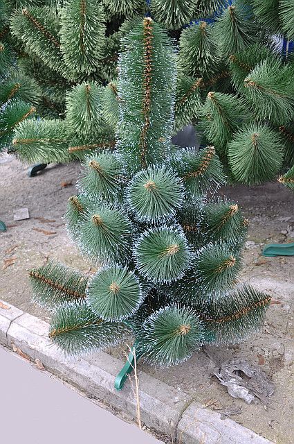 Искусственная сосна КРЫМСКАЯ ЗАСНЕЖЕННАЯ тёмно-зелёная 210 см