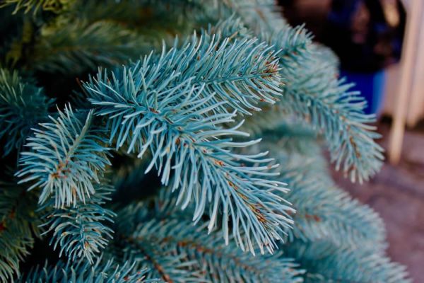 Искусственная голубая силиконовая елка КОВАЛЕВСКАЯ 210 см