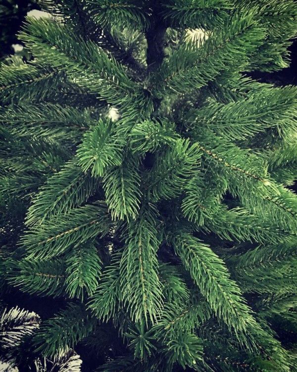 Искусственная новогодняя литая ель БУКОВЕЛЬСКАЯ зелёная 180 см