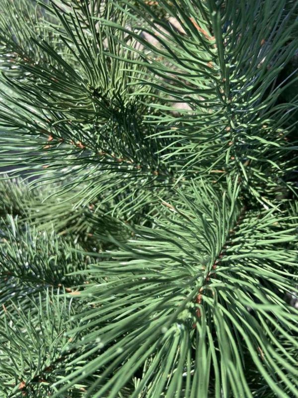 Искусственная новогодняя литая сосна ФИНСКАЯ зелёная 150 см