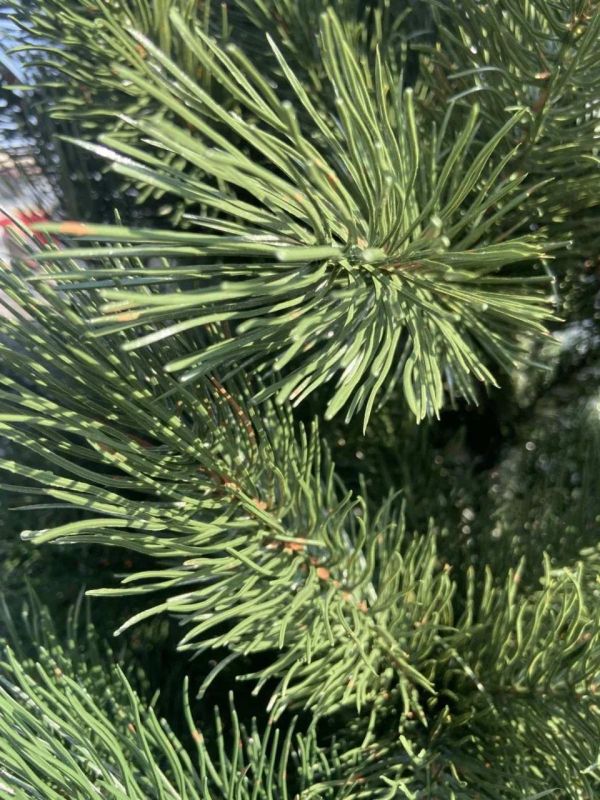 Искусственная новогодняя литая сосна ФИНСКАЯ зелёная 210 см