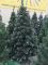 Искусственная ель РОЖДЕСТВЕНСКАЯ с белыми кончиками, шишками и калиной красной 180 см