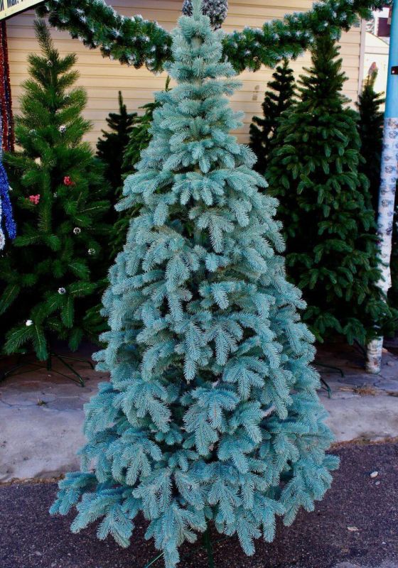 Искусственная голубая силиконовая елка КОВАЛЕВСКАЯ 300 см