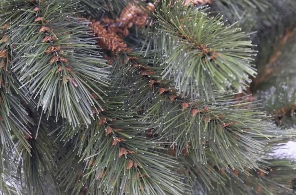 Гірлянда 2.7 м. Forest frosted зелена